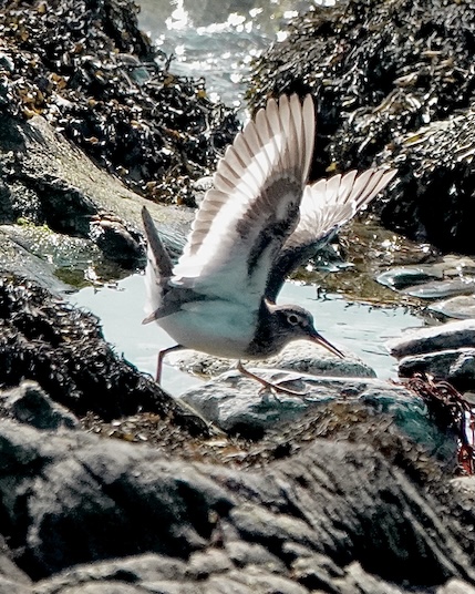 common sandpiper